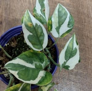 Pothos Njoy-Rehab (5in pot)